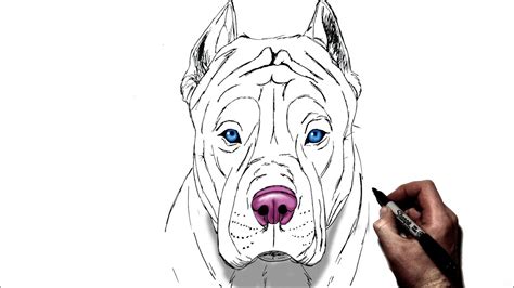 How To Draw A Pitbull Step By Step Youtube