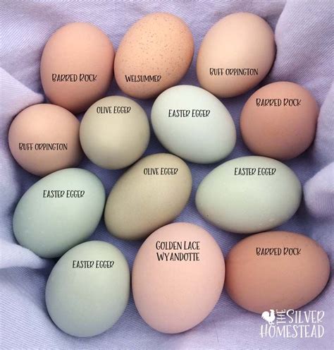 Chicken Egg Colors By Breed Silver Homestead Chicken Egg Colors