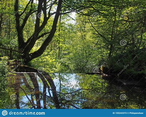 Forest Trees Reflected In A Calm River With Dense Sunlit Green Summer Foliage In Calderdale West ...