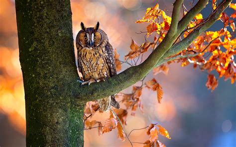 Autumn Owl Wallpapers Wallpaper Cave