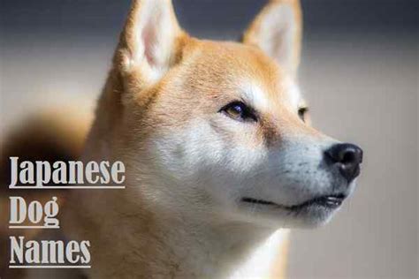 Japanese Dog Names: All About Male & Girls / Female Name Ideas