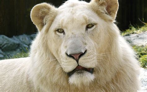 Free Download White Albino Lion Wallpaper 30970 1920x1200 For Your