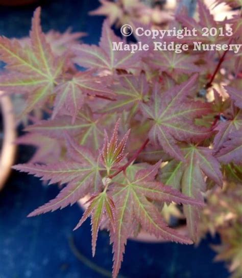 Acer Palmatum Johnnies Pink Rare Japanese Maple Maple Ridge Nursery