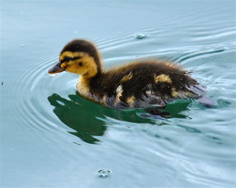 They are very good flyers but even though they are called wild flying mallard ducks, when raised on a farm they will more than likely stay at the farm pond. Baby Mallard Ducks - Blogs - MPNnow