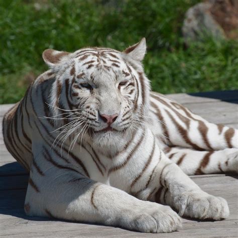 A White Tiger Laying On Top Of A Wooden Floor Next To Green Grass And Rocks