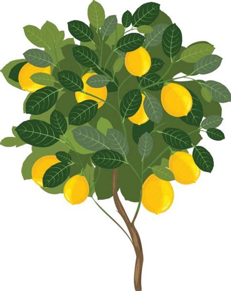 Free Lemon Tree Clip Art 10 Free Cliparts Download Images On