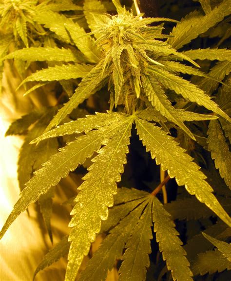 Spider mites are a particularly tricky pest to eliminate since they are great at becoming immune to insecticides and can destroy entire plants very quickly. Growery - How to Kill Spider Mites - Get Rid of Spider ...