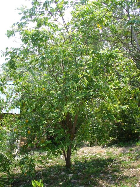 Planting a container fruit tree: La Tica Gringa in Costa Rica