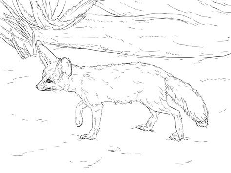 Baby fennec fox coloring pages. Printable Curious Fennec Fox coloring page for both ...