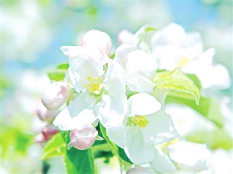 壁紙 白いリンゴの花、花びら、明るい、春 2560x1600 Hd 無料のデスクトップの背景 画像