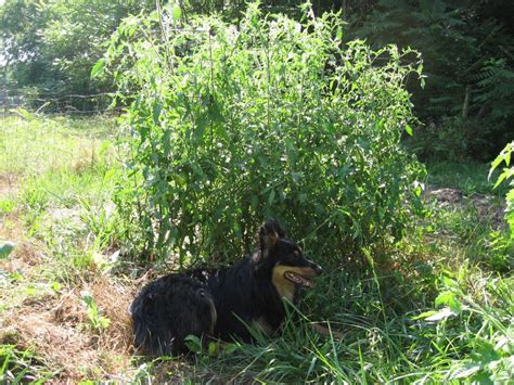 Perhaps the oldest plum tomato variety. In My Kitchen Garden: What's Growin' On: 7/2/06