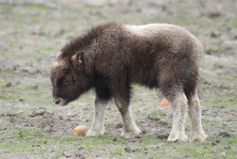 Passer både til børn der fryser let eller sveder let, da den er. Baby Musk Oxen Are Surprisingly Adorable