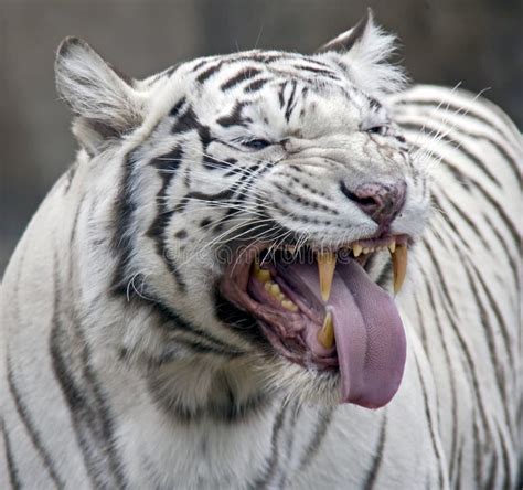 Weißer Tiger 6 Stockbild Bild Von Umgebung Geschöpf 9495129