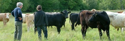 Farm Health Online Animal Health And Welfare Knowledge Hub Cattle