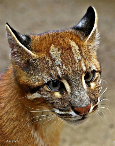 Bengal coats come in a variety of colors, from golden brown to gray and black. Asian Golden cat | Cat species, Wild cat species