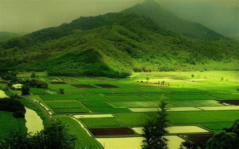wallpapers: Green Nature Wallpapers
