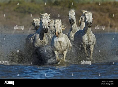 Camargue Horses Running Through Marshy Wetland Of The Camargue