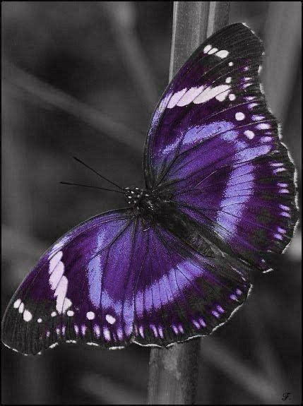 Purple Butterfly Butterfly Chrysalis Beautiful Butterflies