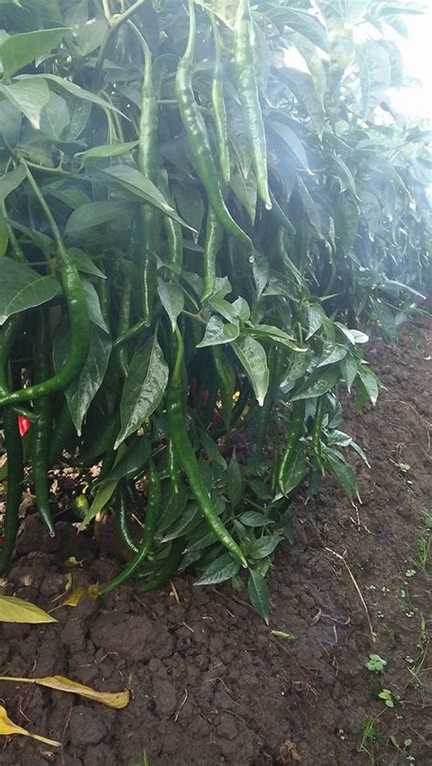 Selain menyerang daun tungau juga menyerang batang muda atau pucuk tanaman, dan mengakibatkan bunga cabai rontok. Sketsa Gambar Tanaman Cabe - Contoh Sketsa Gambar