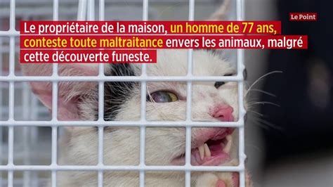 Besançon 60 Chats Découverts Morts Dans Un Congélateur Youtube