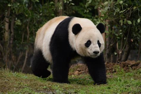 These two colors are totally neutral, they're undefinable. Why are pandas black and white? Science finds clues ...