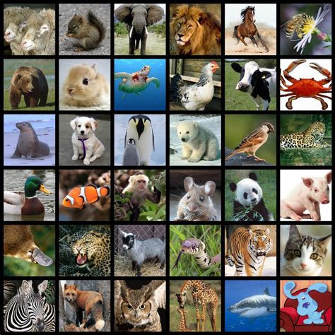 Conoce Las Diferentes Especies De Animales Que Existen Images And