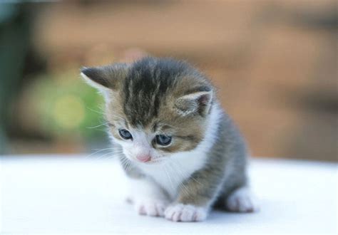 Cute Kitten With Blue Eyes Wallpapers HD / Desktop and Mobile Backgrounds