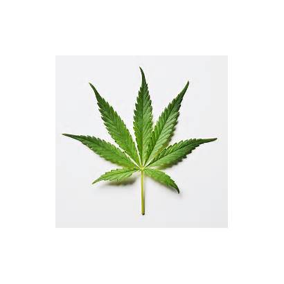 Marijuana Dea Medical Leaf Joke Called Chief