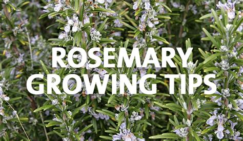 How To Grow Rosemary Palmers Garden Centre