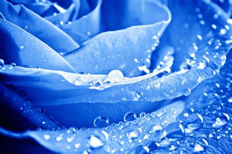 Blue Rose With Water Drops Stock Photo Image Of Nature 7935076