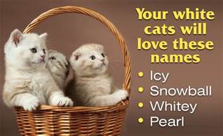 A List Of Adorably Cute Cat Names Thatll Leave You Spoilt