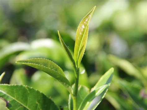 What Is Tea Made From Introducing The Camellia Sinensis Tea Plant