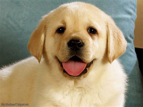 Desktop Wallpaper Background Screensavers Cute Dogs Puppy