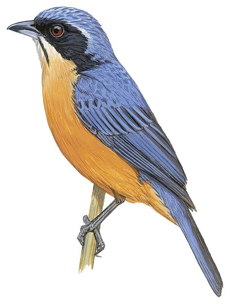 Chestnut Bellied Mountain Tanager Dubusia Castaneoventris World