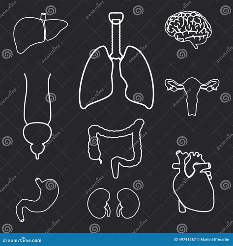 Internal Human Body Organs Outline Symbols Stock Vector Image 49741587