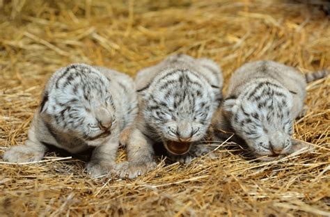 10 Fascinating Baby Tiger Facts The Cutest Predators On The Planet