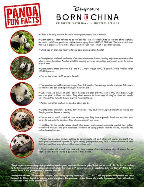 Free Panda Facts Printable From Disney Panda Facts For Kids Panda