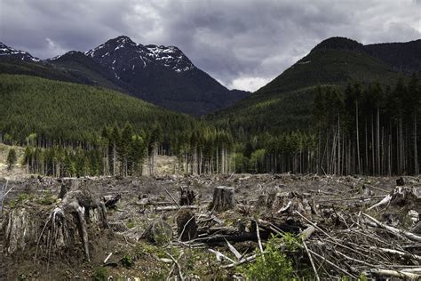 Canadas Industrial Logging Sector Is The Big Climate Emitter We Dont