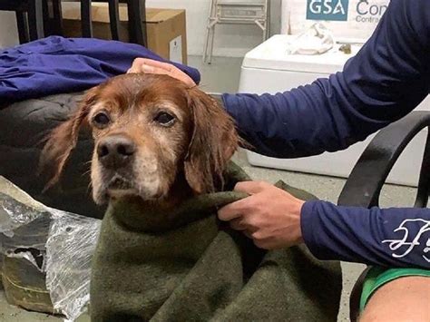 Dog Stranded At Sea Rescued By Coast Guard Guernsey Press