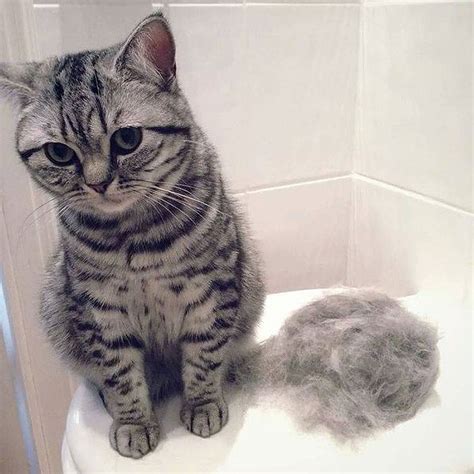Concerned your cat is shedding more than normal? What you should know about Cat's Shedding ...