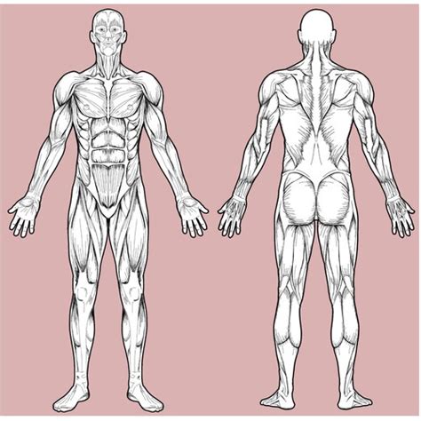 As of today we have 79,740,522 ebooks for you to download for free. Full Body Muscle Diagram for professional massage charting | Illustration or graphics contest