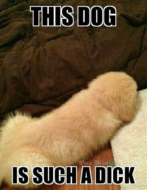 Animal Pictures Funny Pictures Funny Pics Pet Mart Funny Animals