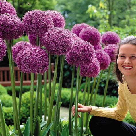 Allium Globemaster Mirror Garden