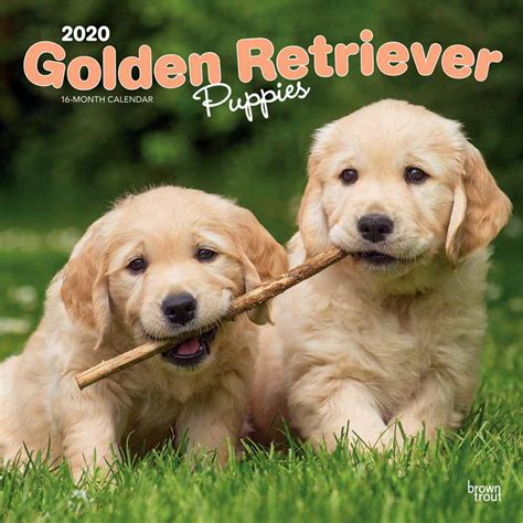 They are wonderful family pets. Golden Retriever Puppies Calendar 2020 | Animal Den