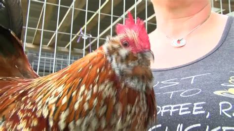 Cdc Warns Kissing Snuggling Backyard Chickens Leads To Salmonella Outbreaks