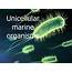 PPT  Unicellular Marine Organisms PowerPoint Presentation Free