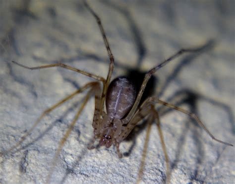 A True Native This Rare Cave Spider Is Found Only In Colorado R