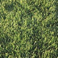 Kentucky bluegrass can take 2 to 4 weeks to germinate and requires extra maintenance in the initial stages. How to Pre-Germinate Grass Seed | eHow