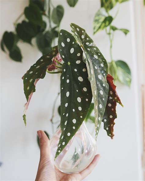 The spotted begonia—also called 'wightii'—must be. Begonia Maculata is an interesting-looking and, above all ...