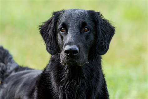 It is important to remember that the. Breed Profile: The Flat-Coated Retriever - Gun Dog